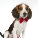 코카 24시 동물병원 이미지