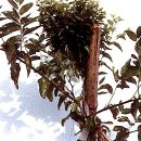 대추나무 이미지