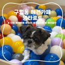 멍바이멍 반려견 유치원 | 구월동 애견카페 멍타르트 방문 및 반려견 멍푸치노 후기