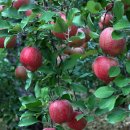 사과나무 이미지