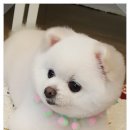 보드레도그 이미지