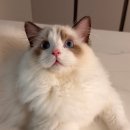 밀리밥 | 자다 깨우는 고양이 집사의 탈출템! 밀리 고양이 자동급식기 후기