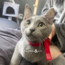 퍼스트 독 앤 캣 이미지