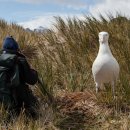 알바트로스 이미지