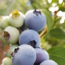 정아농장 이미지