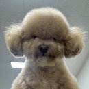 안산에이스환경 | 안산애견미용학원 찾아본다면 꼭 봐야할 후기!