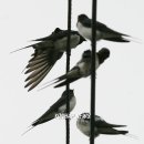 강남제비 이미지