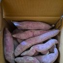 세일농장 | 도나니농장 밤고구마 구매 후기