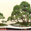 분재전시회 이미지