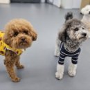 다온멍스쿨 이미지