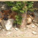 호동이 갈비 이미지