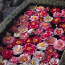 (주)모바일버스 | 10만 원대로 제주 당일치기? 강블리의 '제주1번가' 버스투어 리얼 후기