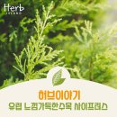 허브이야기 이미지