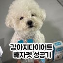 안녕펫 | 강아지다이어트방법 빼자펫으로 2주 만에 300g 감량 찐 성공 후기