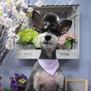 도담도담펫살롱 이미지