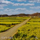 포항시남구호미곶면대동배보건진료소 | 걷기 좋은 여행지 | 유채꽃의 황금물결에 빠지다, 포항 해파랑길 15코스