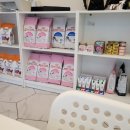 광주 고양이분양 브로스펫 이미지