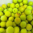 다압가스 | 보투아몽드 청매실로 도전 매실청 담그는 시기