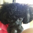 까까줄개 이미지