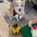 하동하늘숲캠핑장 | 하동 하늘숲 캠핑장 할로윈 애견동반 캠핑 다녀왔어요