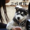 에스디바이오 네이버블로그