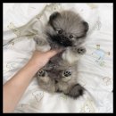 멍앤냥 강아지고양이 안양점 이미지