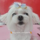 핫도그애견샵 이미지