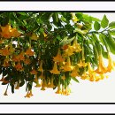 엔젤플라워 이미지