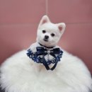 차동물병원 이미지