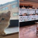 도그마루 강아지고양이 청주점 이미지