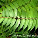 참중나무 이미지