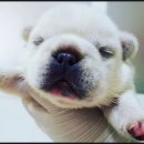 아나동물메디컬센터 | 강동구 동물병원, 아나동물메디컬센터에서 사랑하는 반려동물을 위한 최상의 선택
