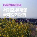 완주군 자치단체 | 서귀포 유채꽃 걷기대회 2026 후기 동아시아 플라워 워킹리그 축제 현장