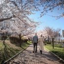 [공지] ## [스냅 촬영] 봄날의 설렘을 담다, 김포 구래동 호수공원