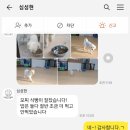 퍼피트리 이미지