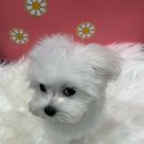 펫마켓 서구점 이미지