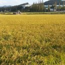 전남도 벼 농작물 재해보험료의 90% 지원[e미래뉴스] 이미지