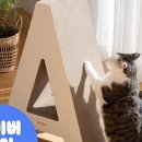 비니펫 이미지