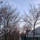 조안면.복지회관 | 남양주 벚꽃 물의정원 드라이브 피크닉 애견동반 주차 후기