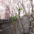 엉게나무 이미지