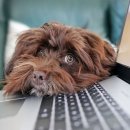 연성 동물병원 이미지