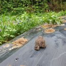 두꺼비농장 이미지