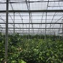 서부 농업기계임대사업소 | 제주도 전지전정기간 시작, 한라봉 비가림하우스 간벌과 파쇄기 임대 전 꼭 알아야 할 것