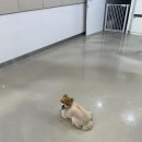 하트애견미용실 이미지