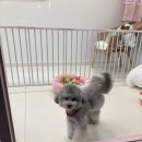 동글하개 이미지