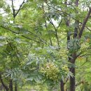마가 목 나무와 열매의 효능 및 음용과 활용법 이미지