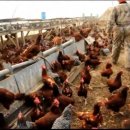 "미국농부 조엘의 혁명"으로 유명한 폴리페이스 농장의 닭사육(겨울) 이미지