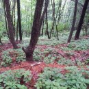 지리산산양삼