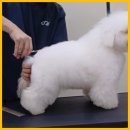 그린펫그루밍 이미지