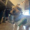 팀 펜로즈 이미지